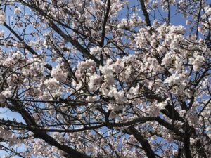 🌸桜満開🌸笑顔もはっぴー
